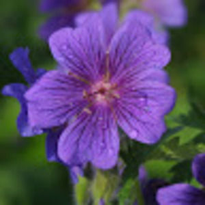 Meet your Posher, Chelsea